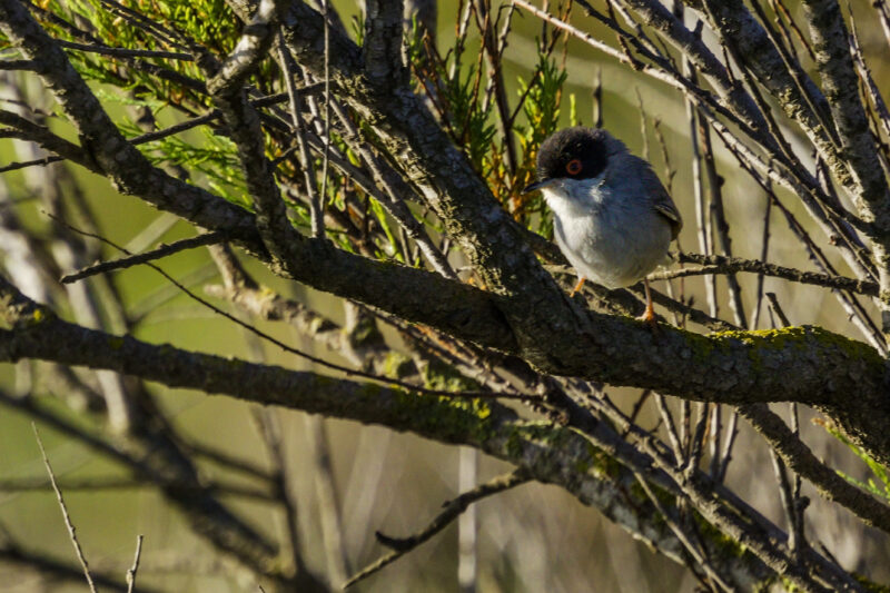 Fauvette mélanocéphale